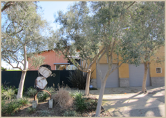 A new, contemporary-style house features a bosk of olive trees in the driveway.